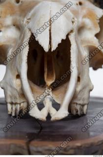 Photo Textures of Mouflon Skull 